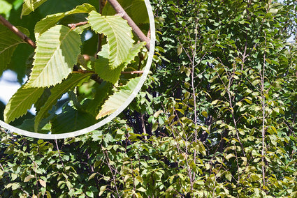 Haagbeuk - Carpinus betulus 'Frans Fontaine' Zuilvorm