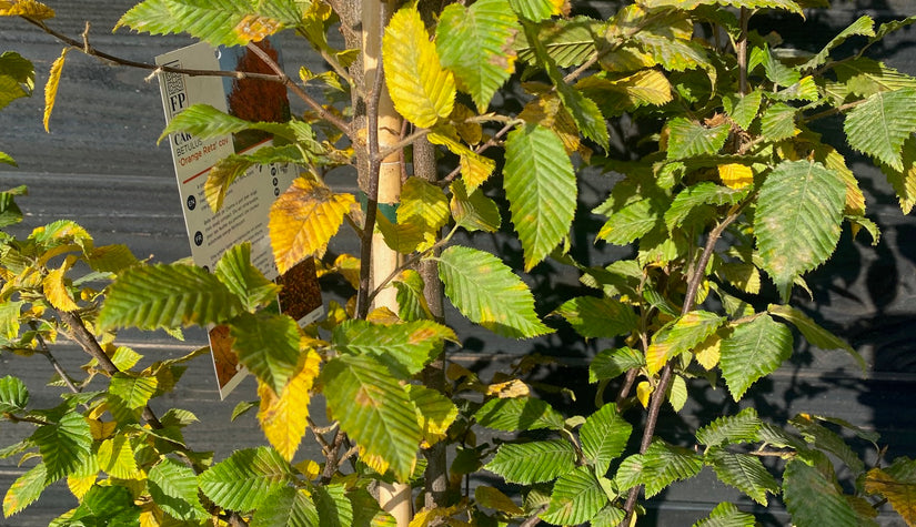 Blad Carpinus betulus 'Orange Retz' in oktober