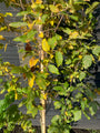 Blad Carpinus betulus 'Orange Retz' in oktober