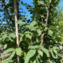 Carpinus betulus 'Orange Retz'