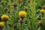 Korenbloem - Centaurea macrocephala