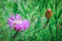 Korenbloem - Centaurea pulcherrima in bloei