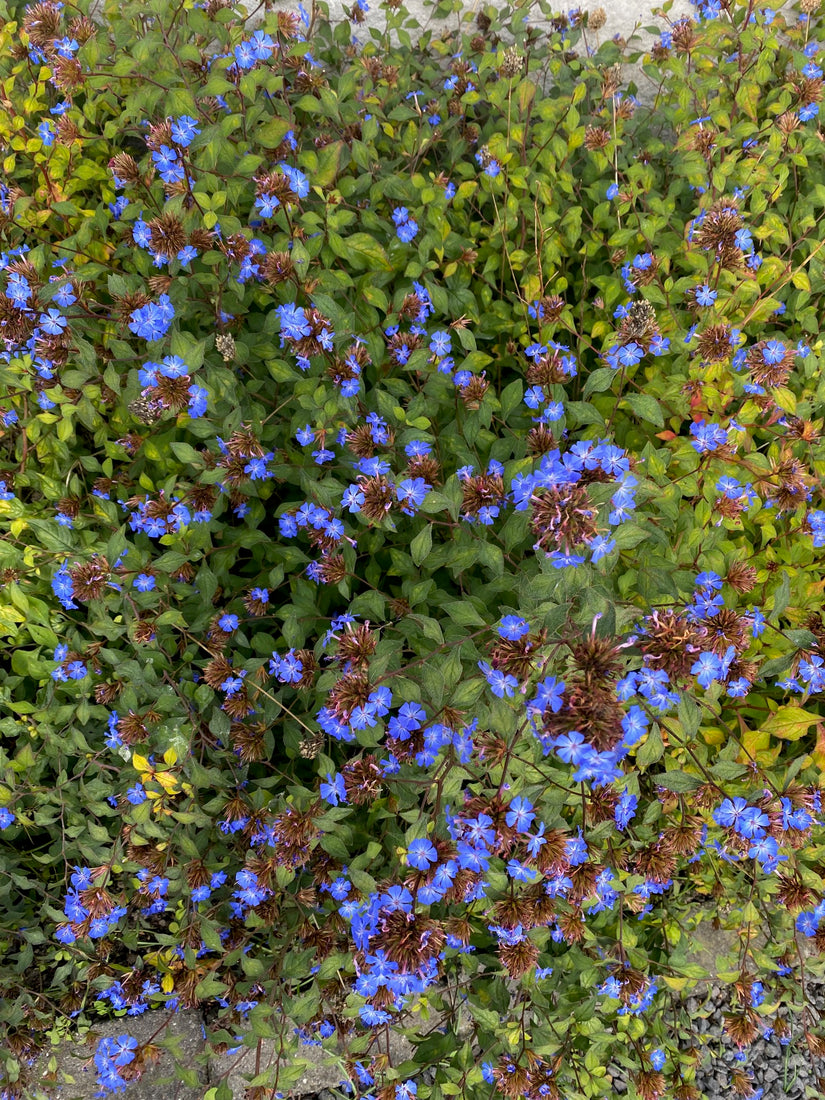 Loodkruid - Ceratostigma willmottianum in bloei