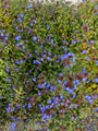 Loodkruid - Ceratostigma willmottianum in bloei