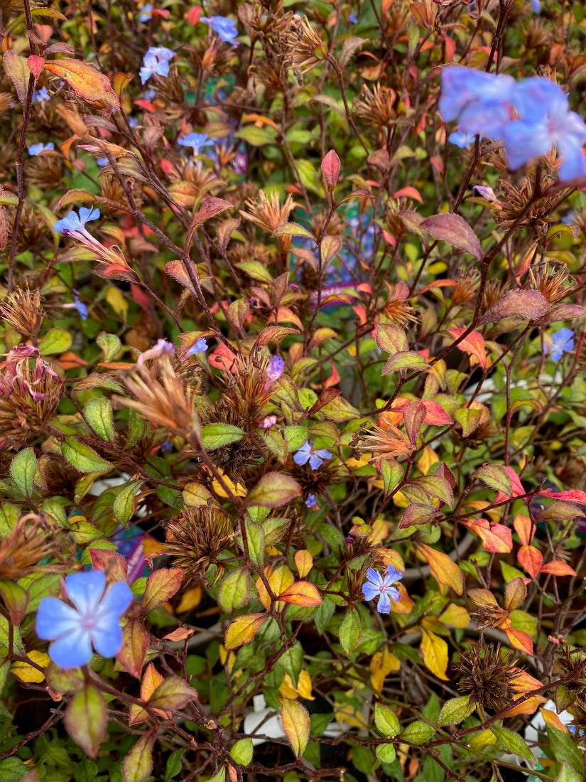 Ceratostigma willmottianum (oktober)