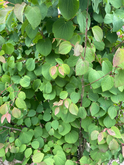 Cercidiphyllum Japonicum