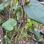 Cercis Chinensis 'Avondale' (foto November)