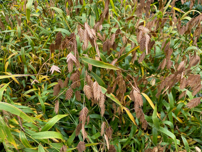 Siergras Chasmanthium latifolium