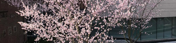 Cheal's treurkers - Prunus serrulata 'Kiku-shidare-zakura'