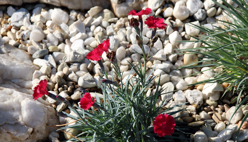 Rotsanjer variant met rode bloeikleur - Dianthus gratianopolitanus 'Badenia'