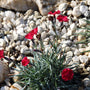 Rotsanjer variant met rode bloeikleur - Dianthus gratianopolitanus 'Badenia'