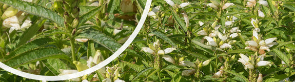 Schildpadbloem - Chelone obliqua 'Alba' in bloei