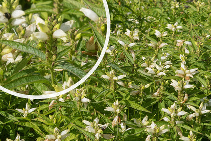 Schildpadbloem - Chelone obliqua 'Alba' in bloei