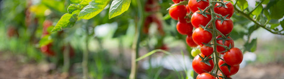 Cherrytomaat - Solanum lycopersicum