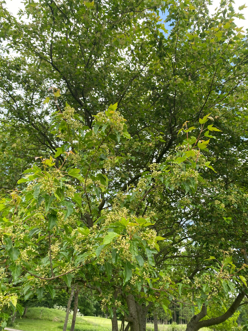 Acer tataricum subsp. ginnala