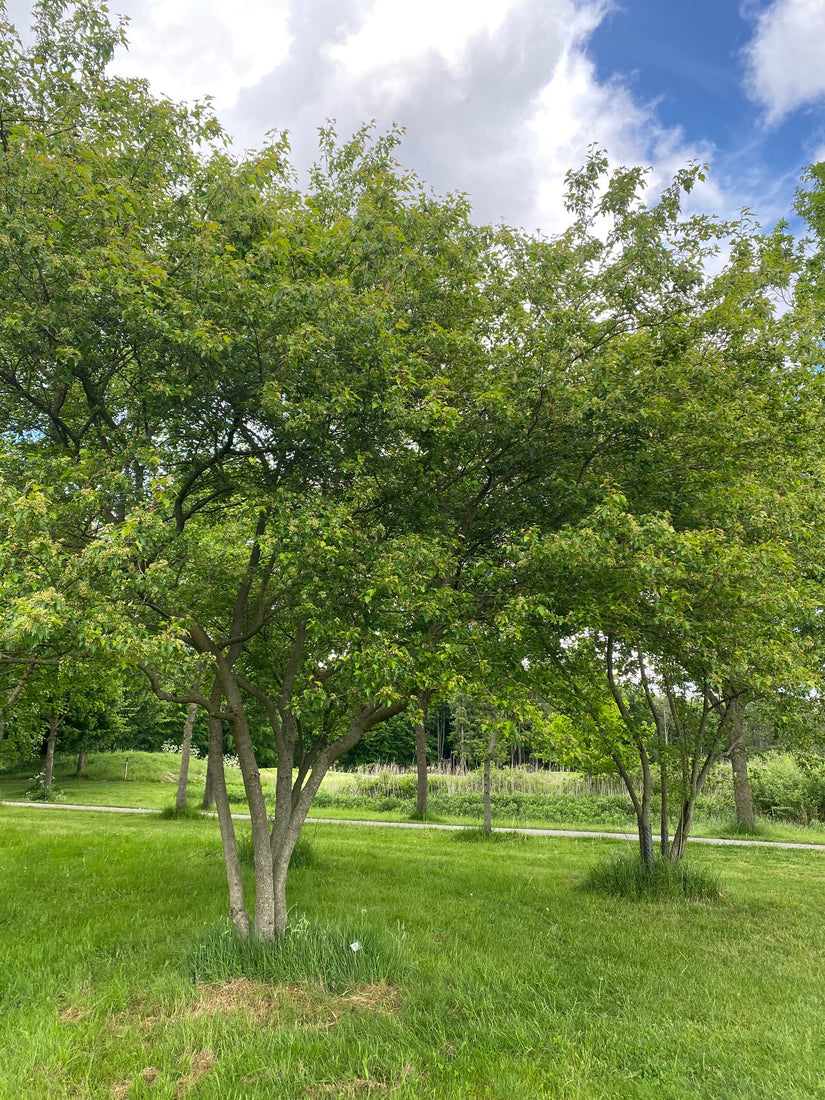 Chinese Esdoorn Acer tataricum subsp. ginnala (meerstammig)