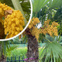 Chinese Palmboom - Trachycarpus fortunei