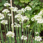 Chinese bieslook - Allium tuberosum