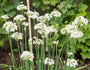 Chinese bieslook - Allium tuberosum_Easy-Resize.com.jpg