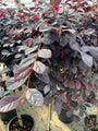 Chinese franjeboom - Loropetalum chinense ‘Fede’