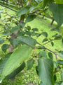 Chinese-grootbladige-Populier-Populus Lasiocarpa-blad.jpg