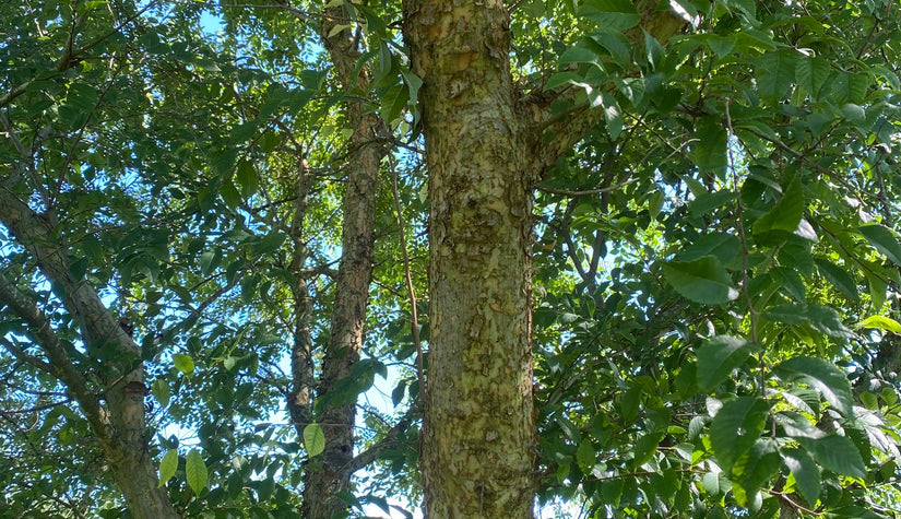 Bast Chinese iep - Ulmus parvifolia