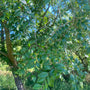 Chinese iep - Ulmus parvifolia