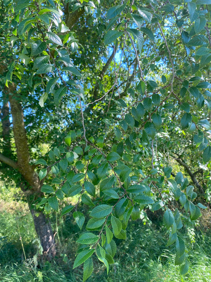 Chinese iep - Ulmus parvifolia
