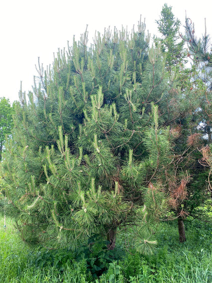 Chinese pekden - Pinus bungeana