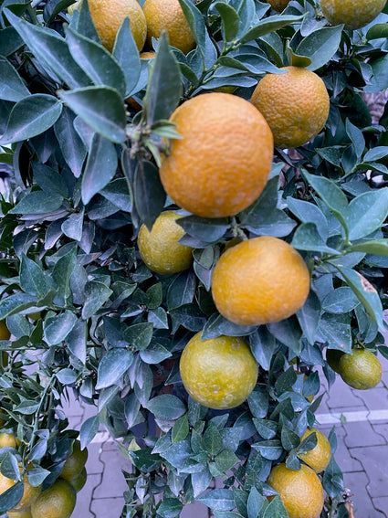 Chinotto sinaasappel - Citrus myrtifolia