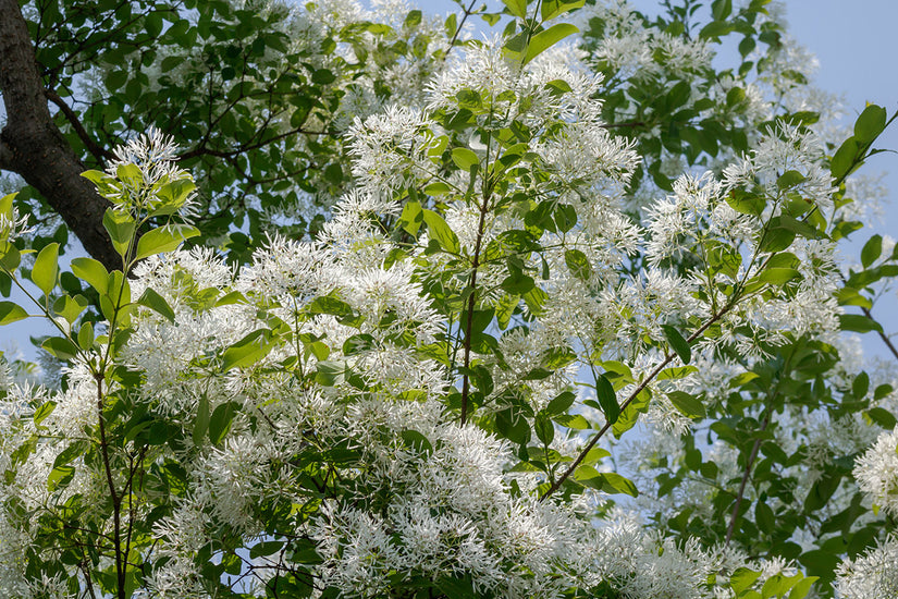 Sneeuwvlokkenboom - Chionanthus virginicus in bloei