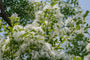 Sneeuwvlokkenboom - Chionanthus virginicus in bloei