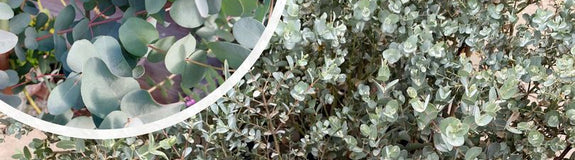 Cidereucalyptus-Eucalyptus-gunnii_1.jpg