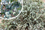 Cidereucalyptus-Eucalyptus-gunnii_1.jpg