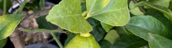 Citroenboom - Citrus Limonia
