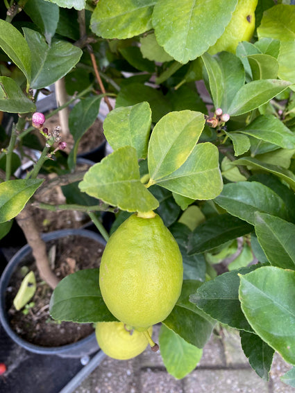 Citroenboom - Citrus Limonia
