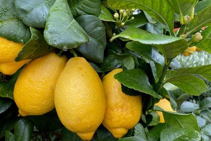 Citroenen Citrus Limonia
