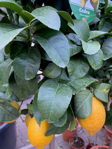 Sukadeboom - Citrus Medica met vrucht