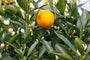 Combinatie van een mandarijn en Citrus Kumquat
