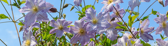 Clematis 'Blue Angel' Lichte paars/blauwe bloemen