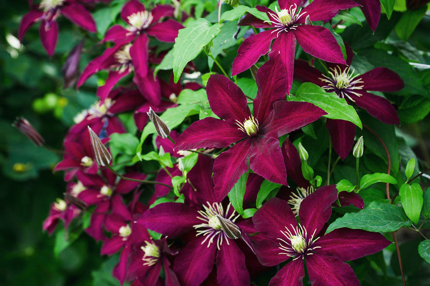 Clematis niobe online