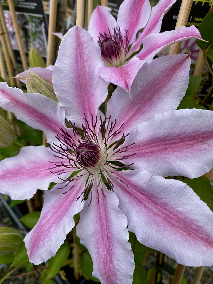 Bosrank - Clematis 'Nelly Moser' in bloei