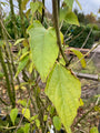 Clerodendrum trichotomum 'Purple Blaze' (foto November)