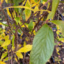 Schijnels Clethra alnifolia in de herfst