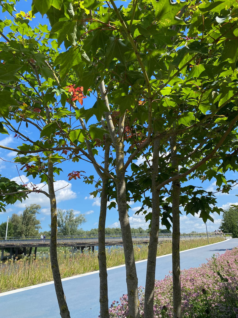 Colchische esdoorn - Acer cappadocicum