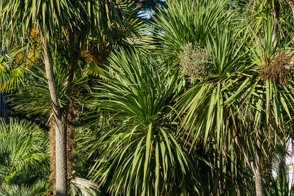 Koolpalm op stam - Cordyline australis