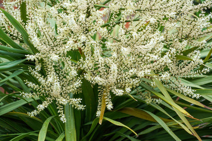 Koolpalm - Cordyline australis in bloei