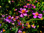 Coreopsis rosea american dream tuinplanten