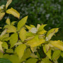 Witte kornoelje - Cornus alba 'Aurea' in bloei