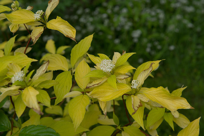 Witte kornoelje - Cornus alba 'Aurea' in bloei